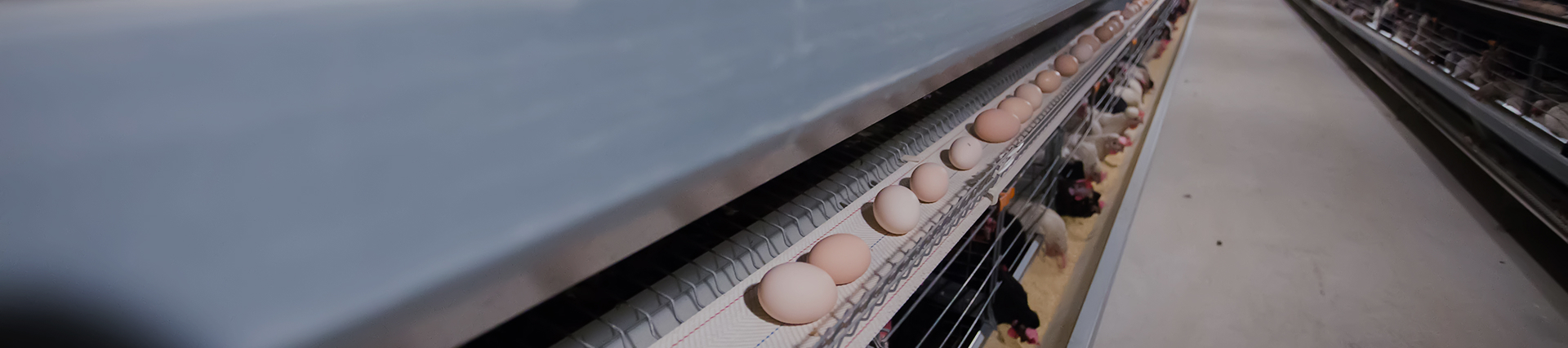 Tiered Automated Brooding & Rearing System