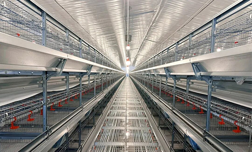 Brooding Equipment in Place! Little Giant Helps Jiangxi's 2 Million-Bird Modern Layer Farm Construction Enter the Fast Lane