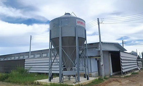 Empowering Smart Breeding! Little Giant Successfully Completes Environmental Control Training for Thailand's 400,000-Bird Layer Project!&nbsp;