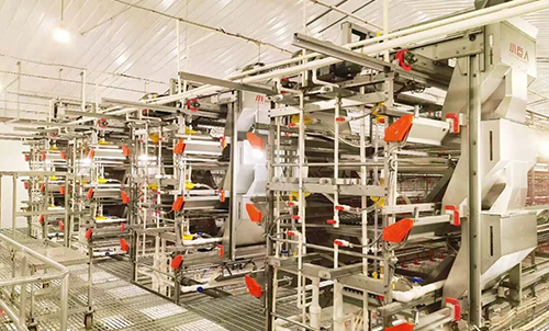 Phase I of Anhui Project Completed! Little Giant Helps the Local Area Launch a New Smart Breeding Model!