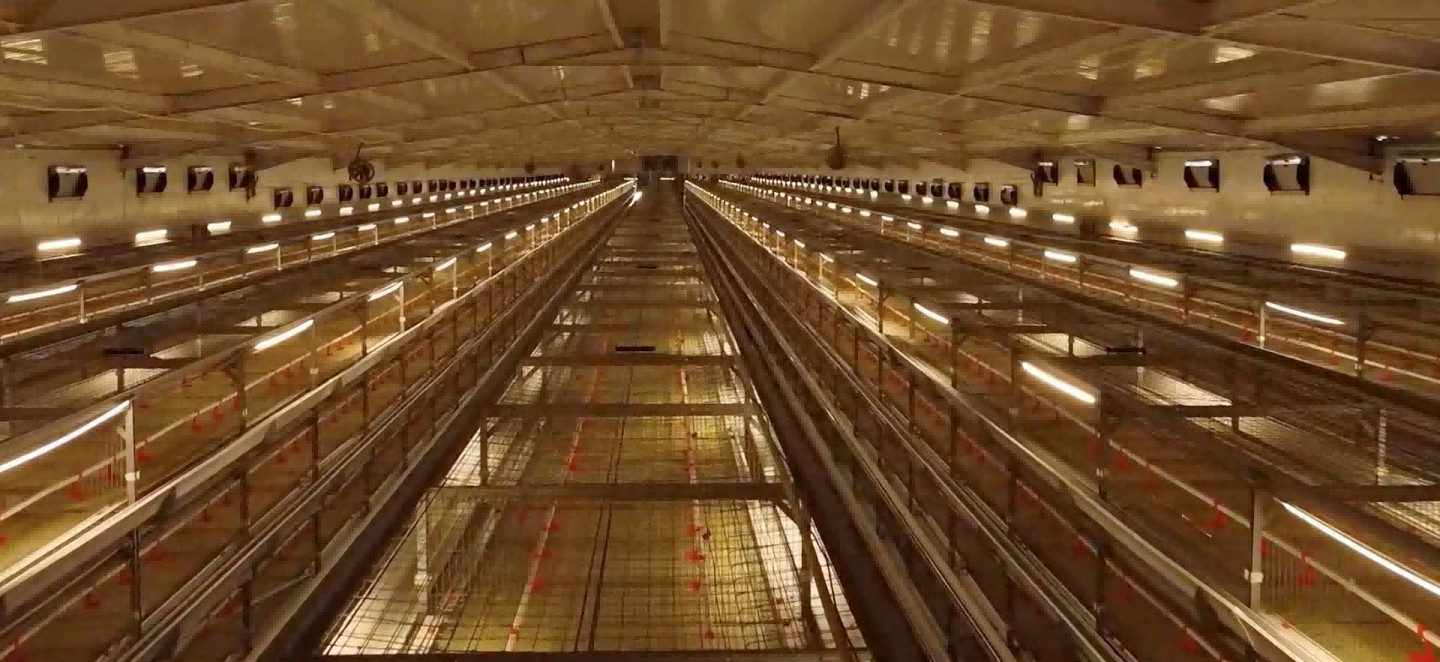 A Modern Broiler Farm Project in Egypt