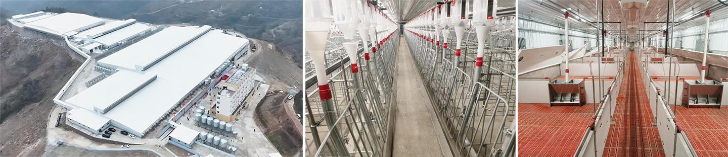 Ankang Breeding Pig Farm Project