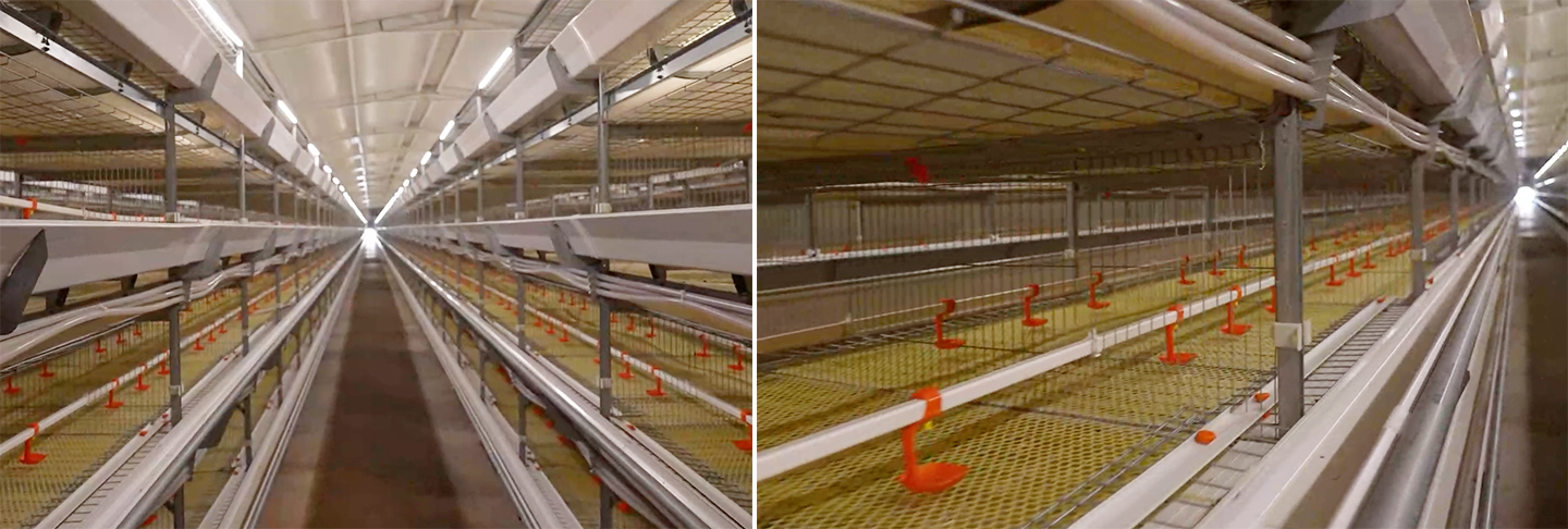A Modern Broiler Farm Project in Egypt