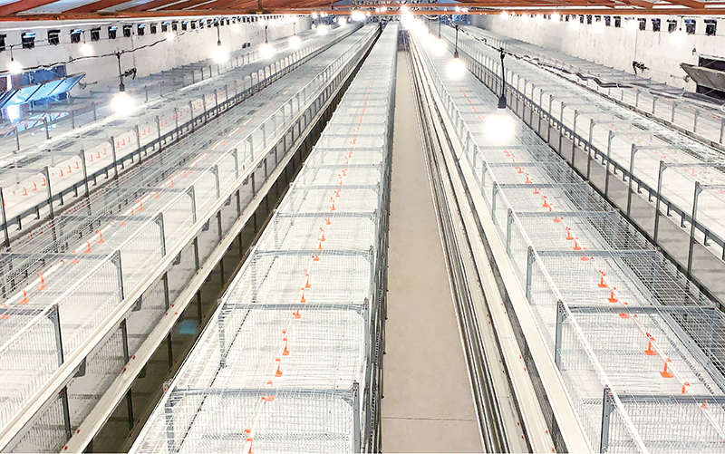 4100 Type Broiler Cage - Single Row Double Feed Trough