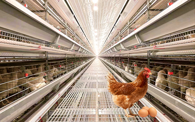 L785 Series  Automated Layer Cages System