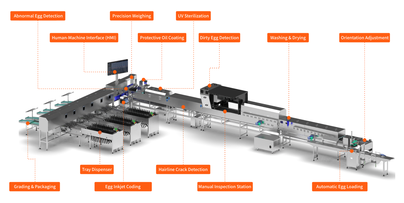 BGP Series Egg Grading & Packaging System