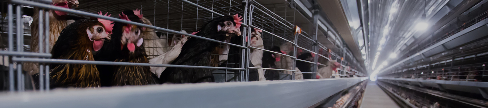 Intelligent Farming Solutions