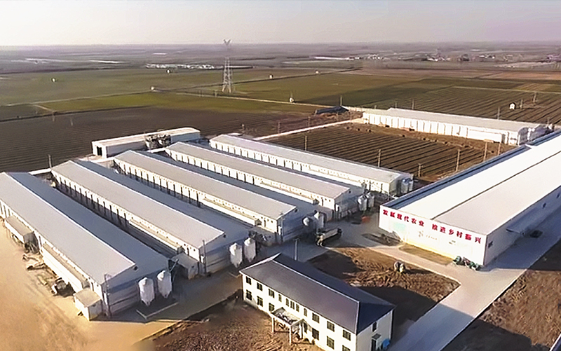 Jinan 1 Million 5-Row 5-Tier Layer Project