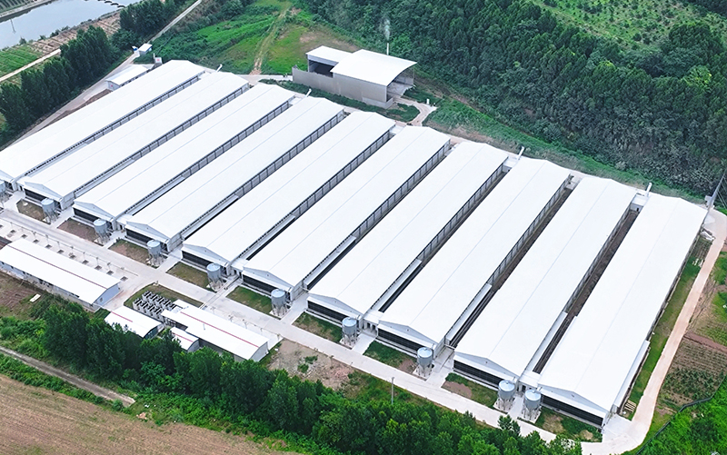 Shehong 3.5 Million 6-Row 4-Tier Broiler Project