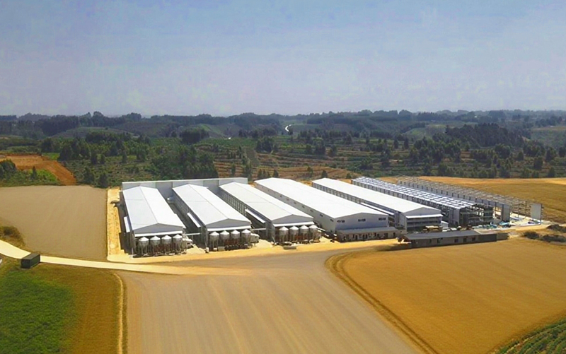 Sichuan 2 Million 6-Row 9-Tier Layer Project