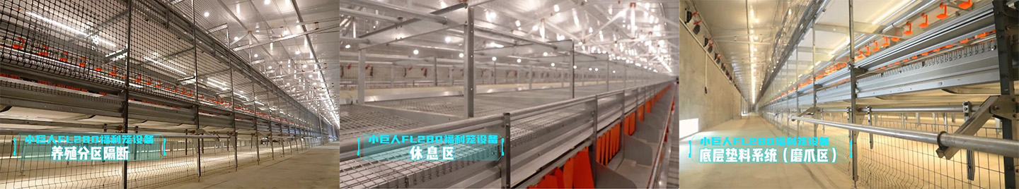 2024 Hebei Laying Hen Welfare Cage Project Showcase