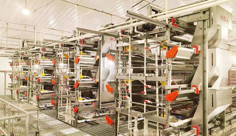 Phase I of the Anhui Project Successfully Completed! Little Giant Empowers Local Smart Livestock Far