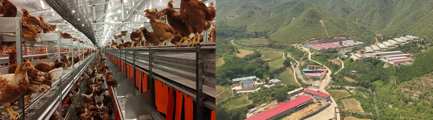 2024 Hebei Laying Hen Welfare Cage Project Showcase