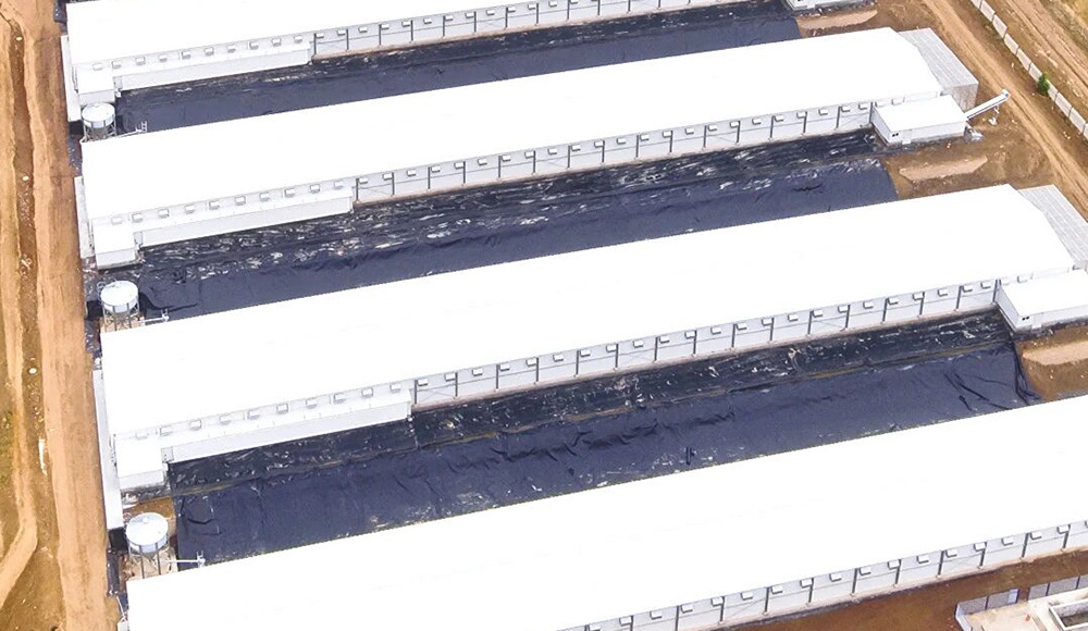 8 Steel Structure Chicken Houses Fully Completed! Witness the "Millimeter-Level Precision" Strength