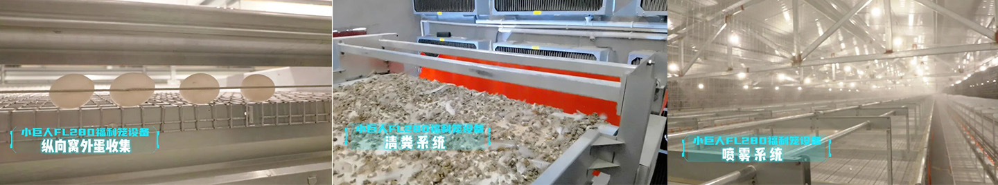 2024 Hebei Laying Hen Welfare Cage Project Showcase
