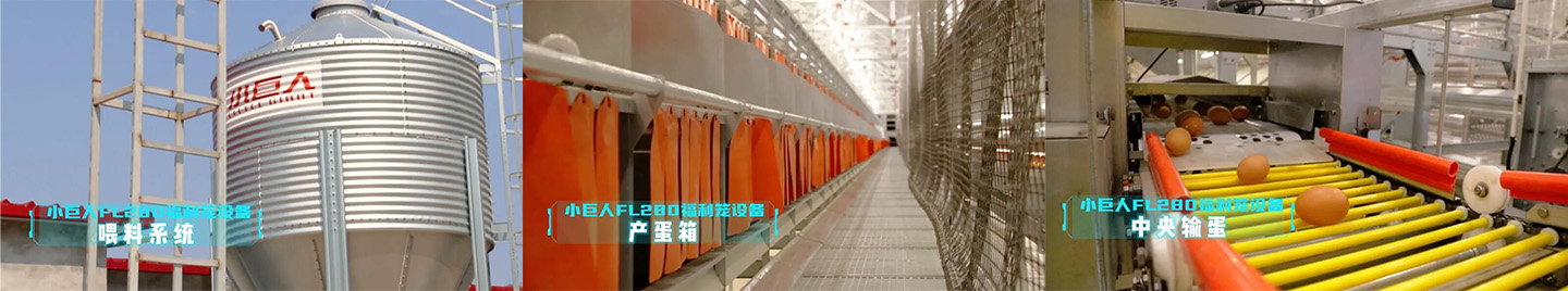 2024 Hebei Laying Hen Welfare Cage Project Showcase