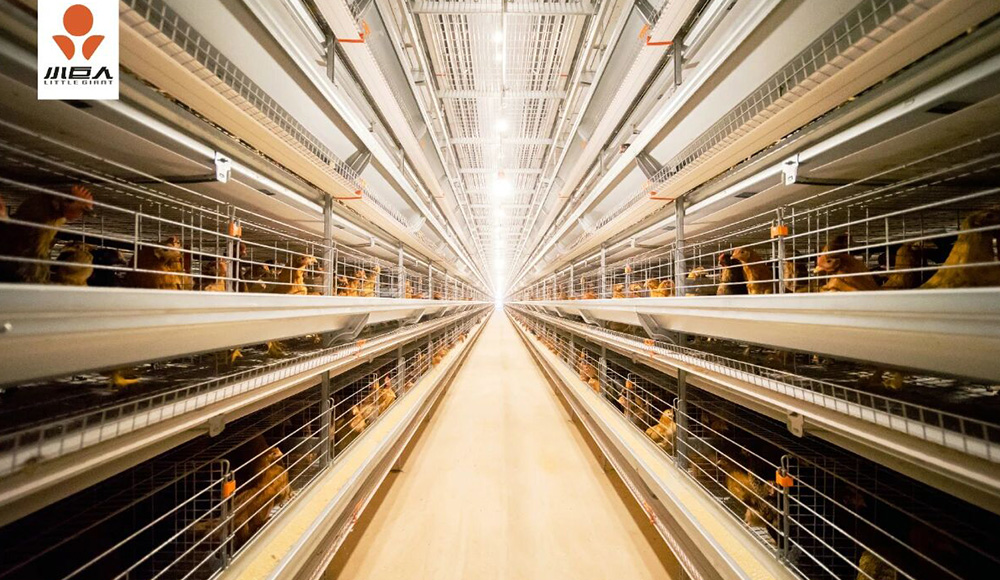 Little Giant | Another Premium Project Delivered in Jiangsu