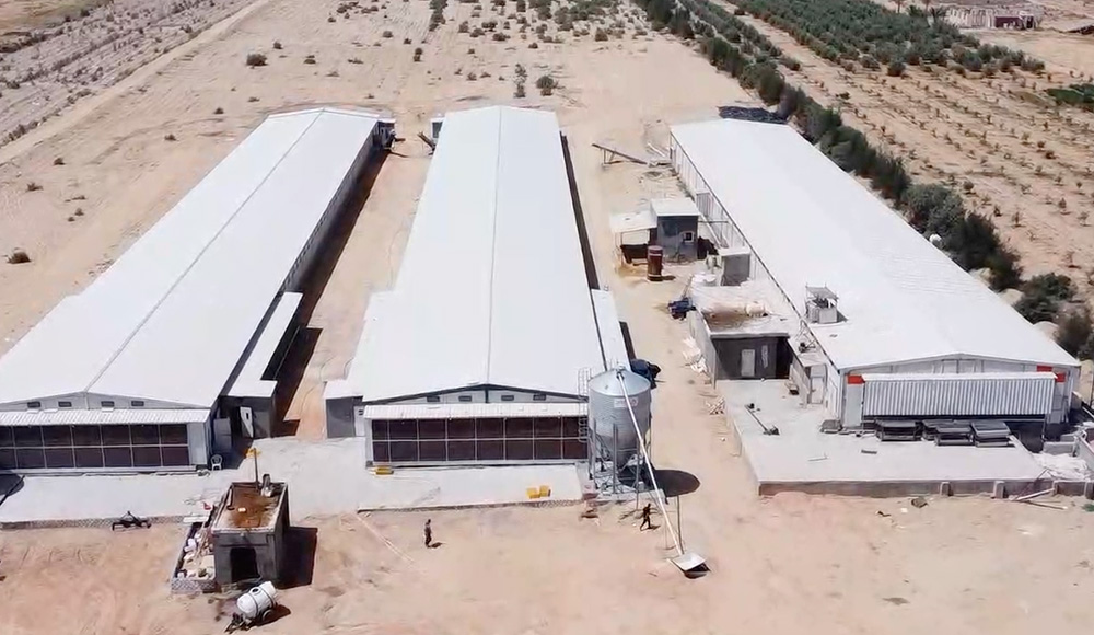 A New Model of China-Egypt Cooperation! Little Giant Builds a Modern "Oasis" for Broiler Farming in