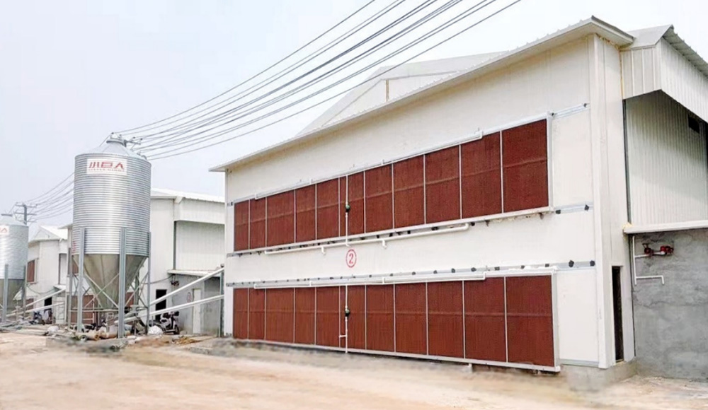 New Progress! Documentary on Phase II Construction of Little Giant's Breeder Chicken Project in Liao