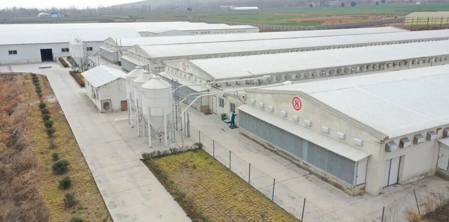 Little Giant Helps Hangshuo Animal Husbandry Build a Leading Digital Agriculture Enterprise in Henan