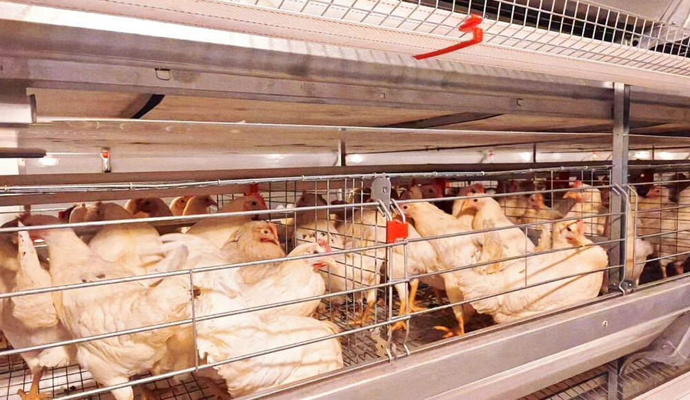 Successful Completion! Little Giant Intelligent Equipment Empowers Modern Farming in Macheng, Huangg