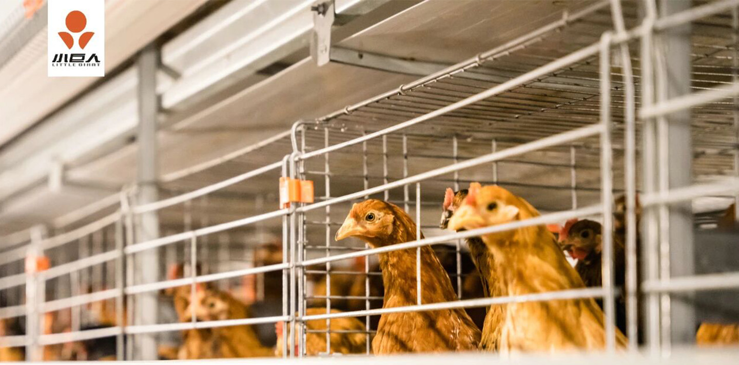 Little Giant | Another Premium Project Delivered in Jiangsu