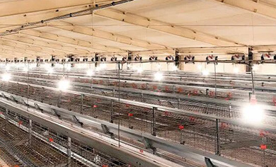 Repeat Order! 13 Houses of Equipment Prove Customers' Sustained Trust in Little Giant