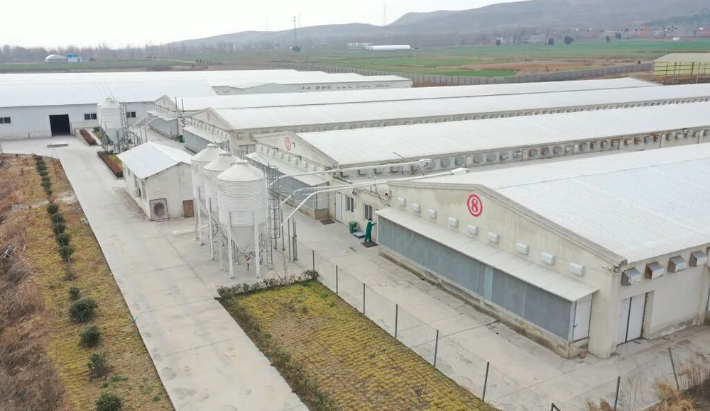 Little Giant Helps Hangshuo Animal Husbandry Build a Leading Digital Agriculture Enterprise in Henan