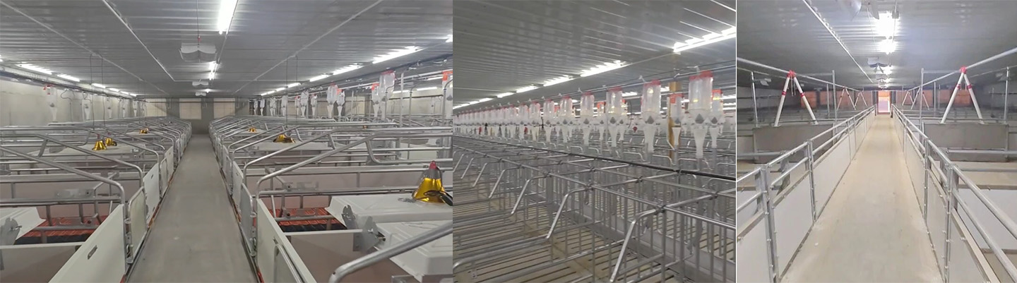 Full Production of 10,000-head Modern Pig Farm! Little Giant Helps Build a New Benchmark for Modern