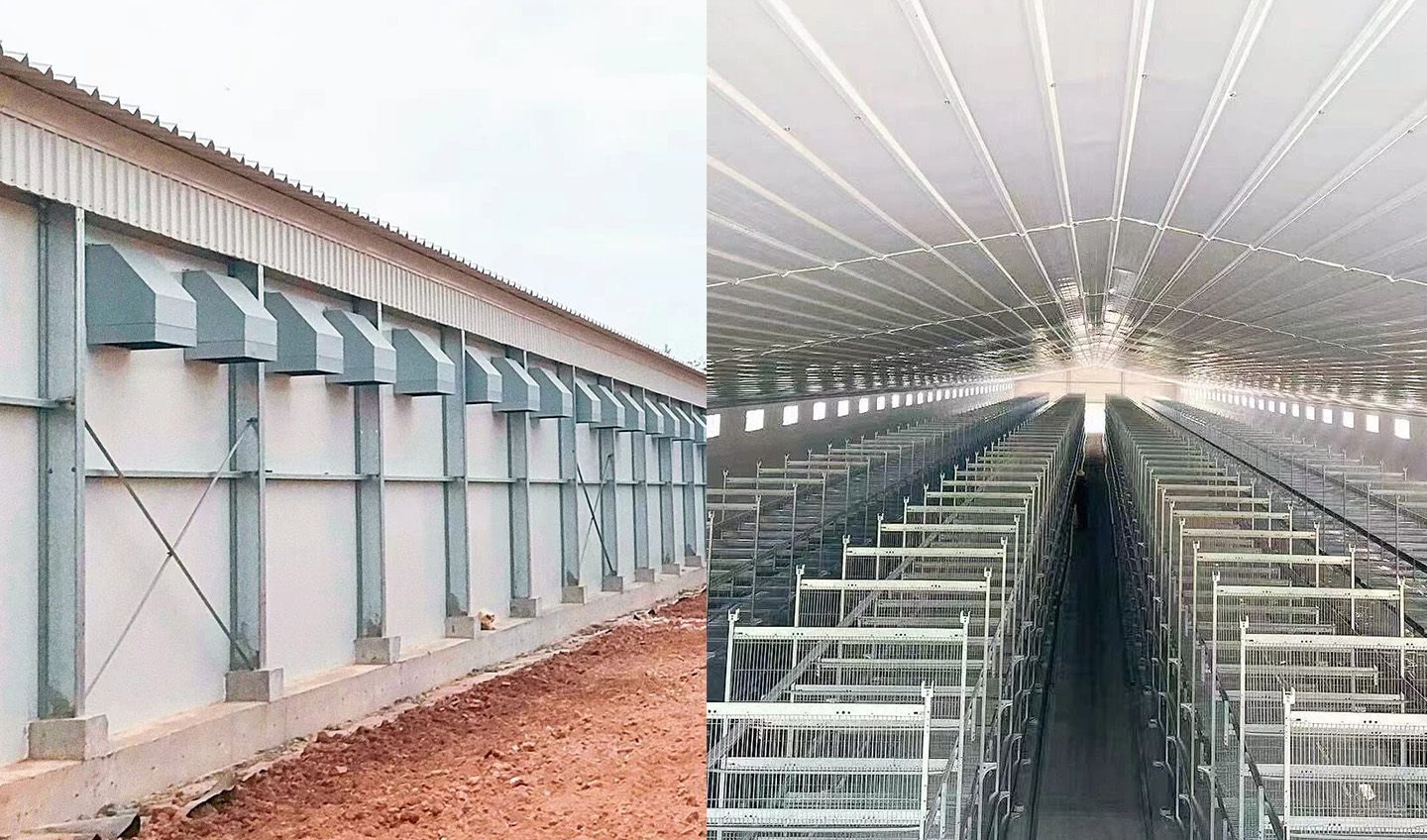 8 Steel Structure Chicken Houses Fully Completed! Witness the 