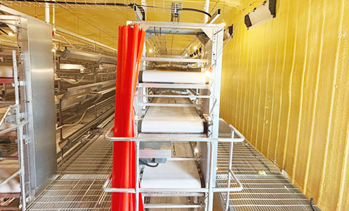 New Progress! Documentary on Phase II Construction of Little Giant's Breeder Chicken Project in Liao