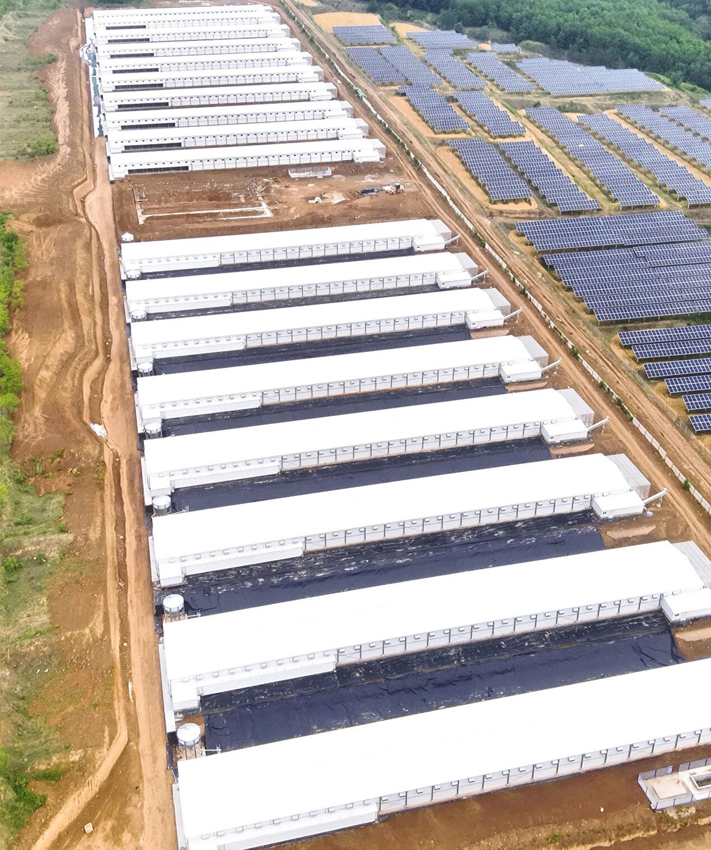 8 Steel Structure Chicken Houses Fully Completed! Witness the 