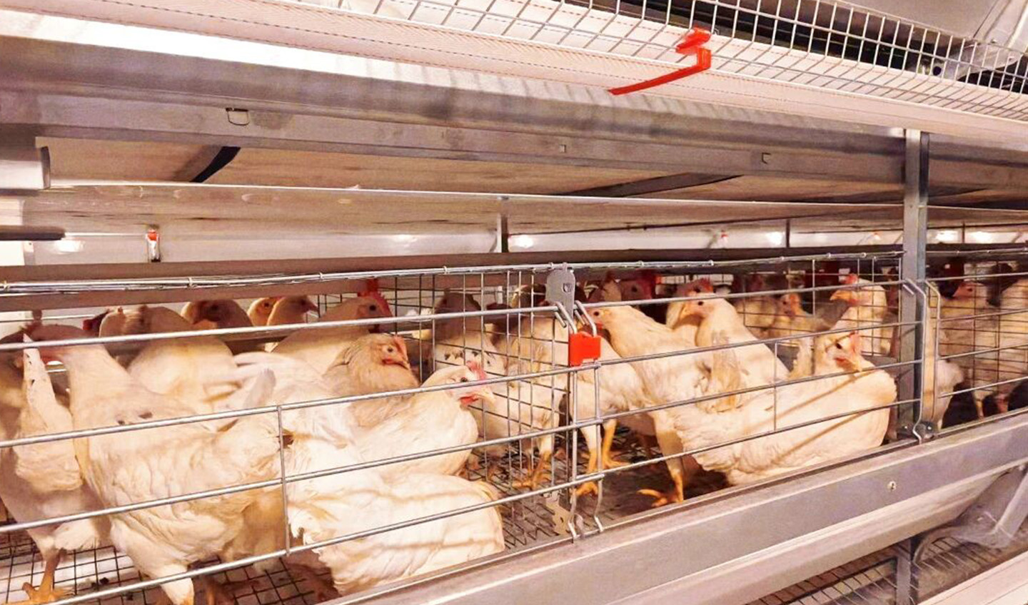 Successful Completion! Little Giant Intelligent Equipment Empowers Modern Farming in Macheng, Huangg