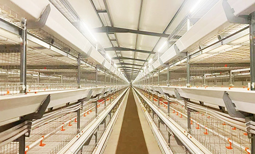 A New Model of China-Egypt Cooperation! Little Giant Builds a Modern 