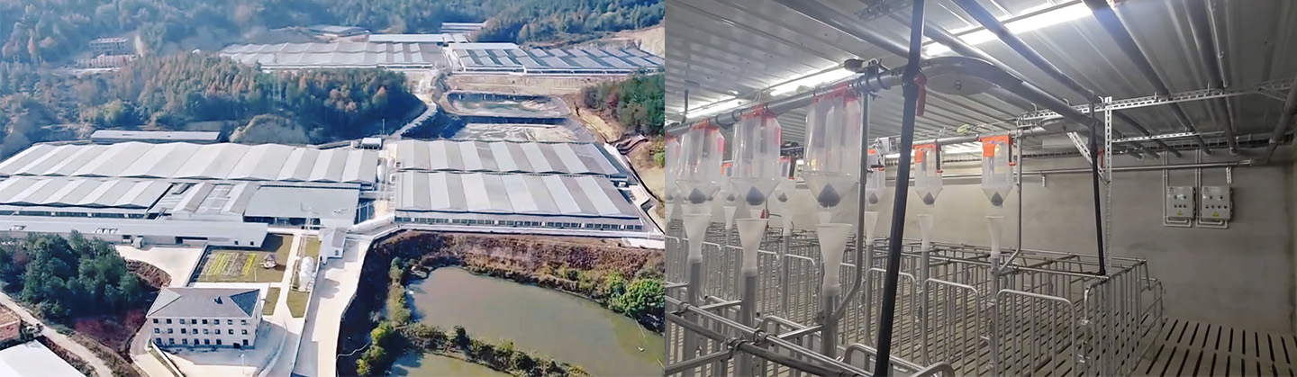 Full Production of 10,000-head Modern Pig Farm! Little Giant Helps Build a New Benchmark for Modern