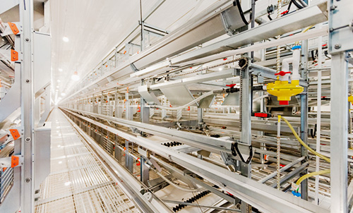 New Progress! Documentary on Phase II Construction of Little Giant's Breeder Chicken Project in Liao