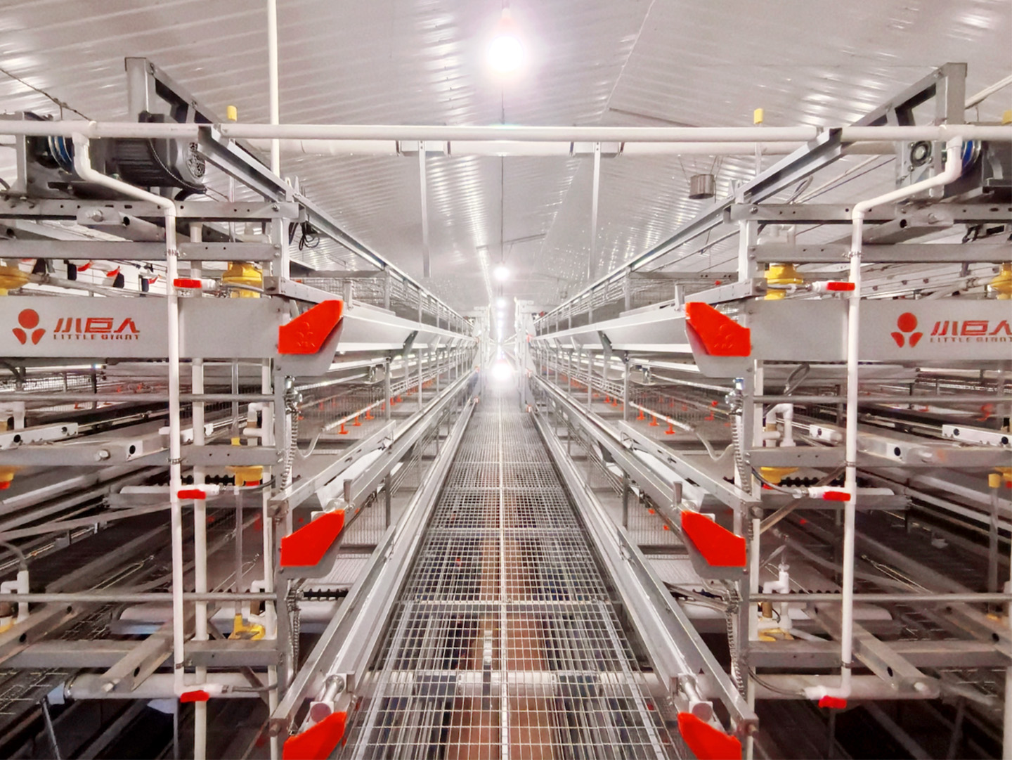 EPC Steel Structure Completed! Major Milestone Achieved in the Breeder House Construction of the Jia