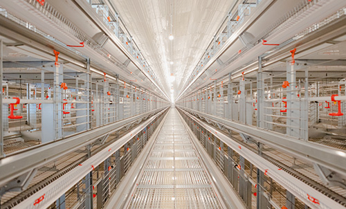 New Progress! Documentary on Phase II Construction of Little Giant's Breeder Chicken Project in Liao