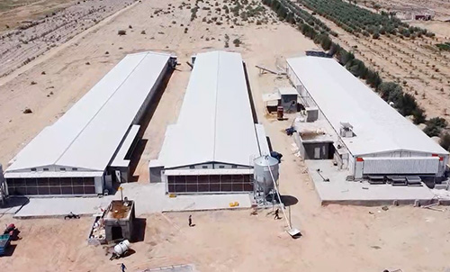 A New Model of China-Egypt Cooperation! Little Giant Builds a Modern 