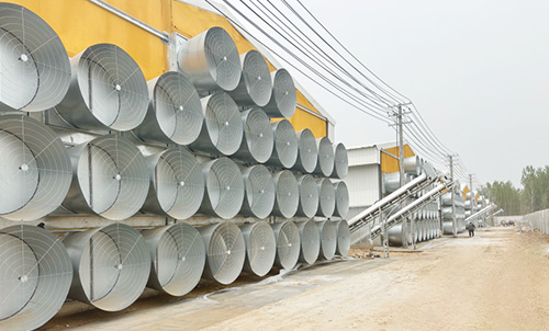 New Progress! Documentary on Phase II Construction of Little Giant's Breeder Chicken Project in Liao