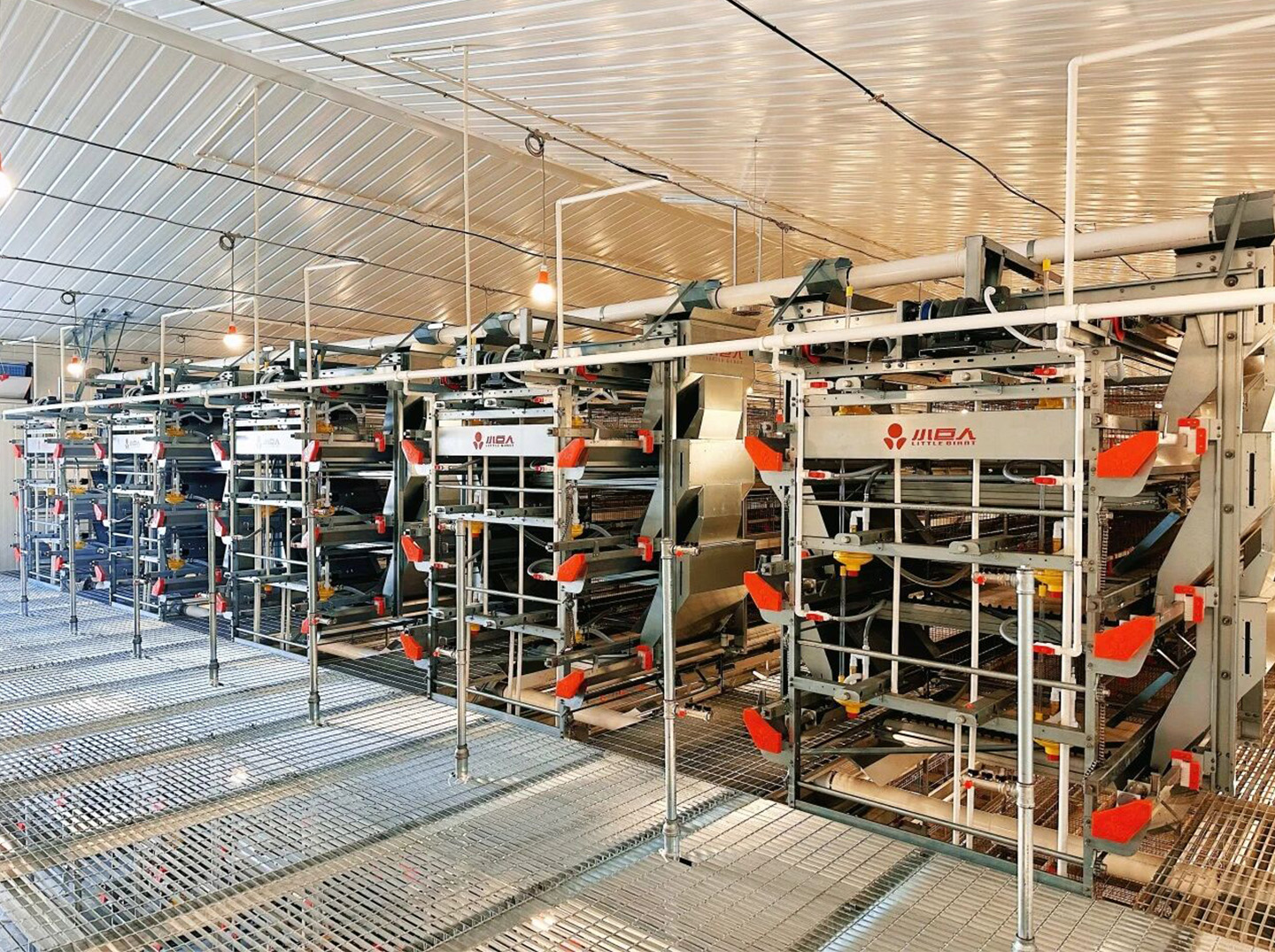 Brooding Equipment Installed!Little Giant Powers the Construction of a 2 Million Bird Modern Layer F