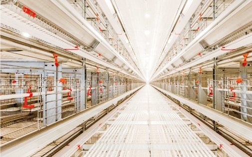 Layer Breeder Cage Equipment