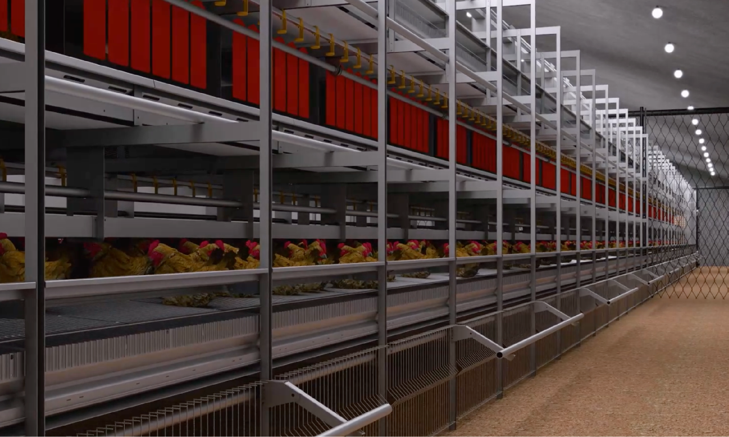 Little Giant’s Green and Low-Carbon Welfare Farming System: Unlocking a New Future for Layer Hen Production.