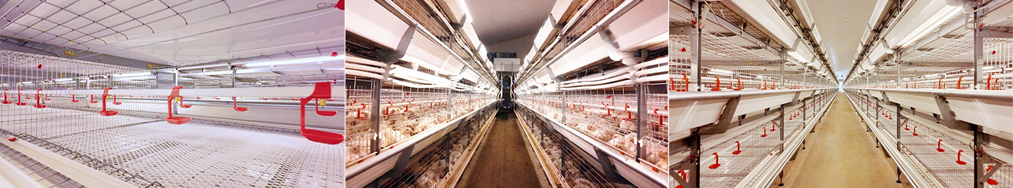 Little Giant’s 3-Million-Broiler EPC Project in Shehong Enters Final Phase of Construction