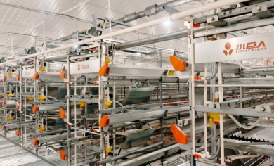 Little Giant Group successfully delivered two major young layer chicken projects in Mianyang