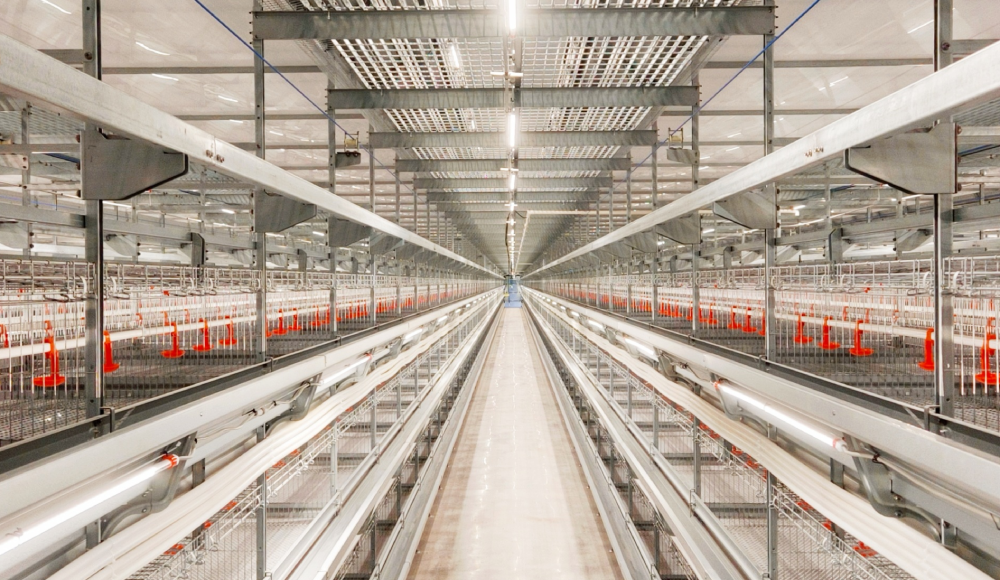 Little Giant Group successfully delivered two major young layer chicken projects in Mianyang